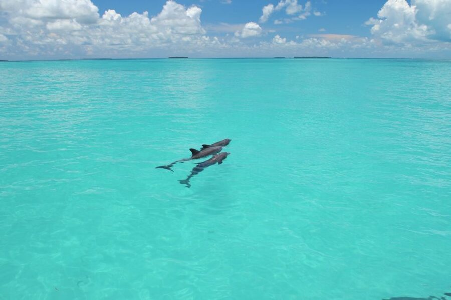 Key West: Dolphin Watching and Snorkeling Eco Cruise Tour - Looking for bottlenose dolphins in the Gulf