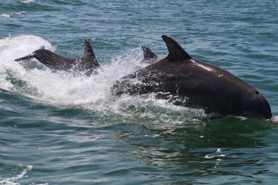 Key West: Dolphin Watching and Snorkeling Sunset Cruise - Is $79 good value?