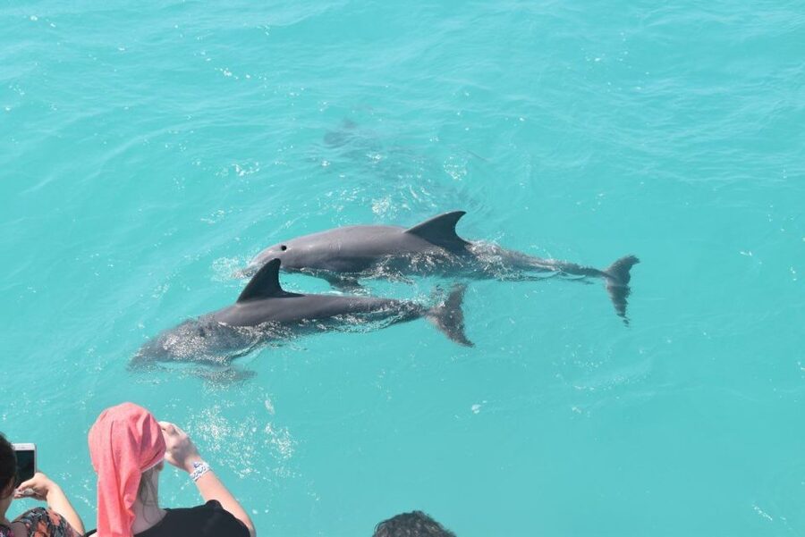Key West: Dolphin Watching and Snorkeling Sunset Cruise - Searching for dolphins in their natural playground