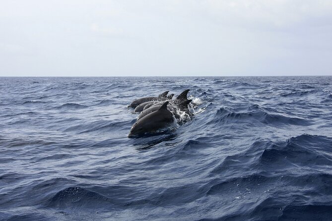 Key West: Dolphin Watching cruise & Snorkeling unlimited beer & soda - Setting out from Key West Historic Seaport