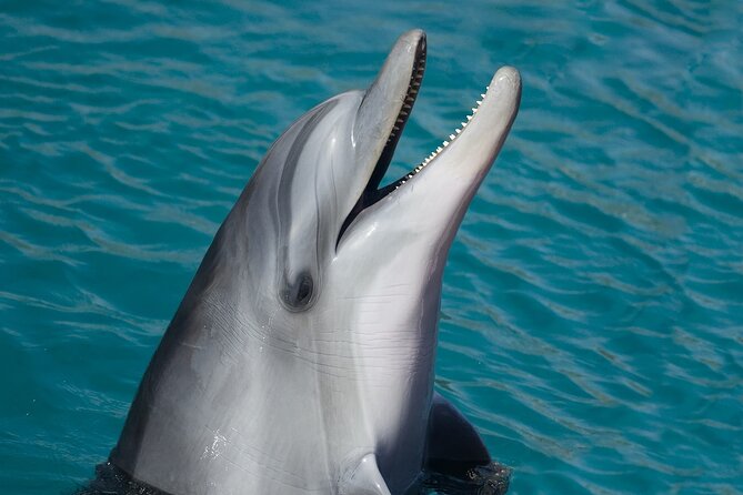 Key West: Dolphin Watching cruise & Snorkeling unlimited beer & soda - Drinks, comfort, and the pace onboard