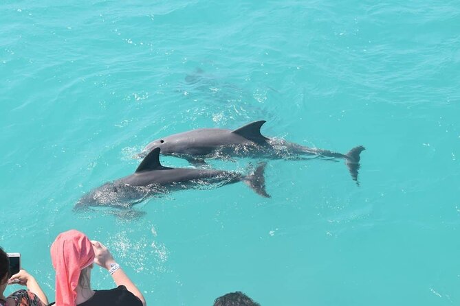 Key West: Dolphin Watching cruise & Snorkeling unlimited beer & soda - Snorkeling the Key West reefs