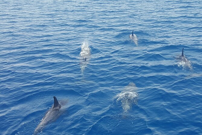 Key West's Favorite Afternoon Dolphin Sail - What Dolphin Watching Really Means Here