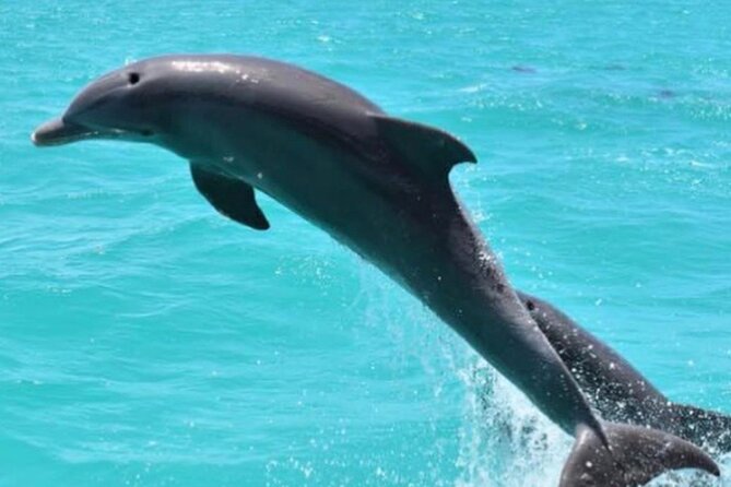 Key West's Favorite Afternoon Dolphin Sail - Sunset Key and the Open Water