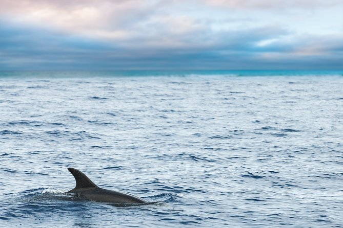Key West Sunset Sail: Dolphin Watching, Wine, and Tapas - What This Key West Sailing Trip Really Is