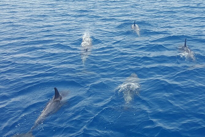 Key West Sunset Sail: Dolphin Watching, Wine, and Tapas - Is $89 a Good Value?