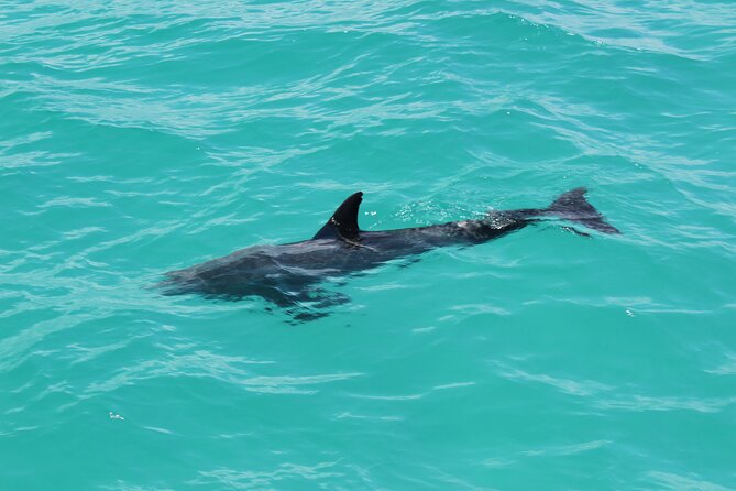 Key West Tours from Miami: Dolphin Discovery, Snorkeling & More ! - Price, extra charges, and overall value