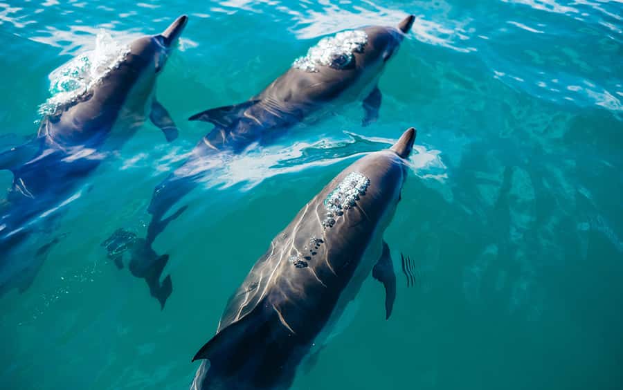 Khasab: Dolphin Watching Day Tour with Snorkeling & Lunch - Sailing past Nadifi and Qanah