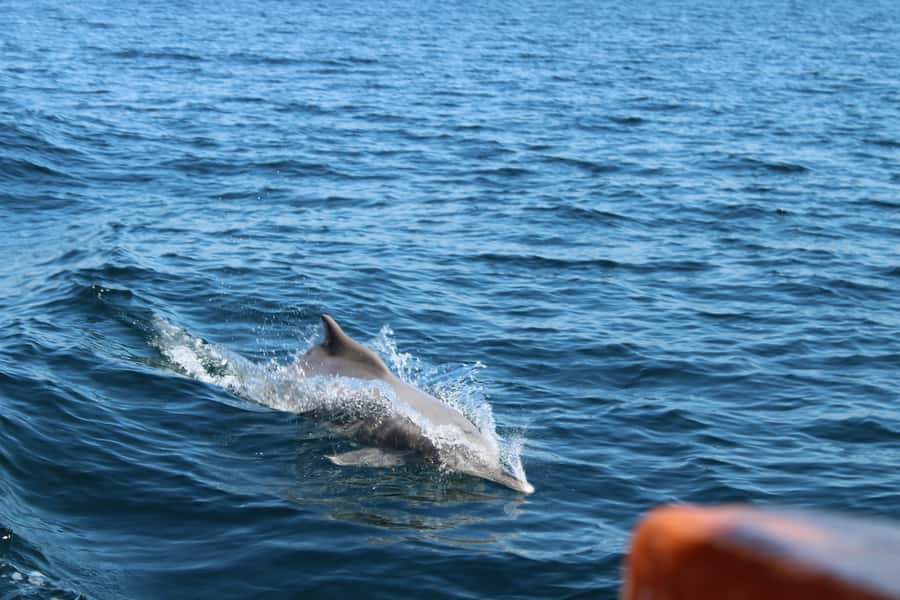 Khasab: Half-Day Dhow Cruise, Dolphin Watching, & Snorkeling - Key points to know before you book