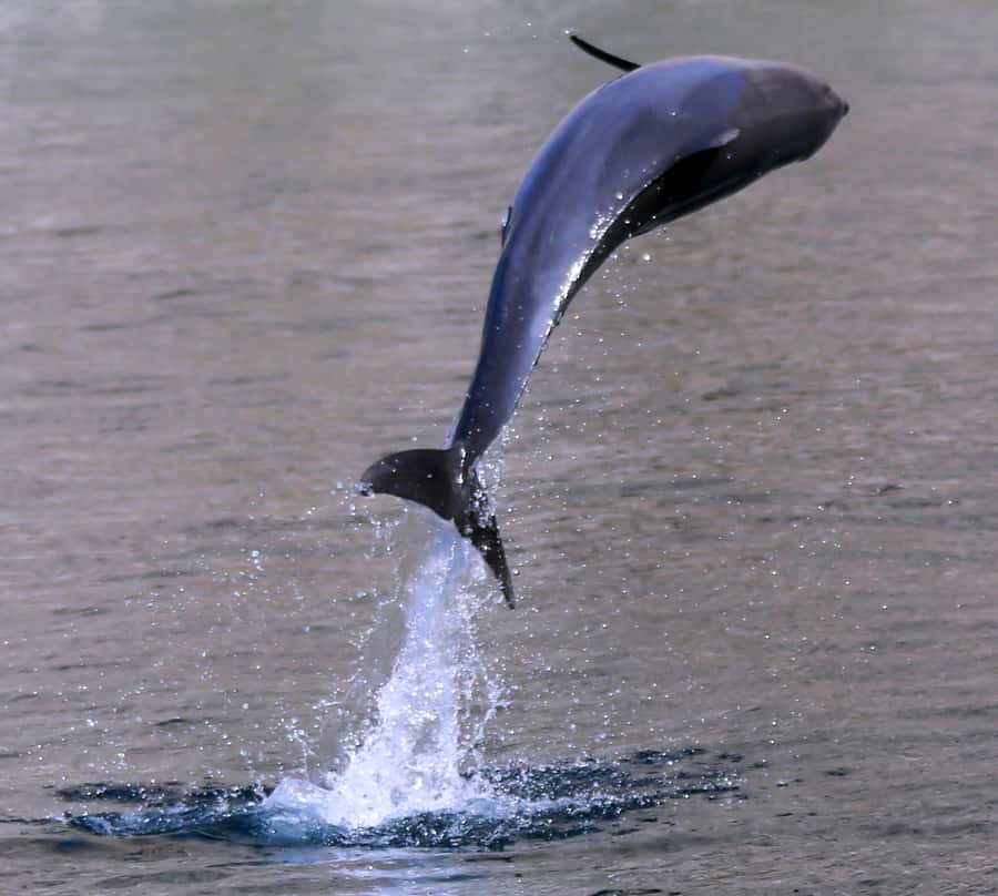 Khasab: Half-Day Dhow Cruise with Dolphin Watching - Passing Nadifi, Qanaha, and Maqlab