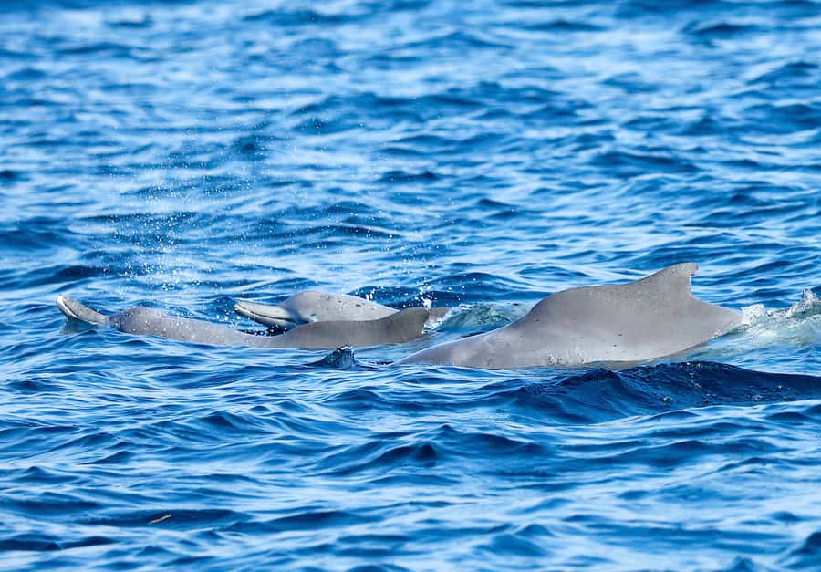 Khasab: Half-Day Dhow Cruise with Dolphin Watching - Practical tips for a smoother morning