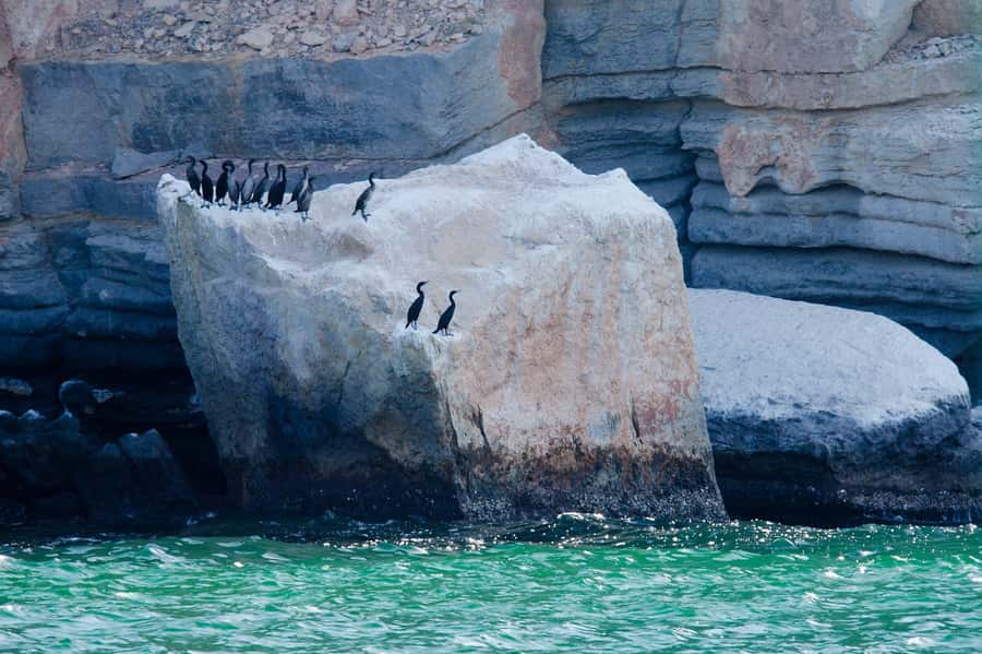 Khasab Musandam |Telegraph Island |Dhow Cruise | Dolphins - How to prepare for the five hours