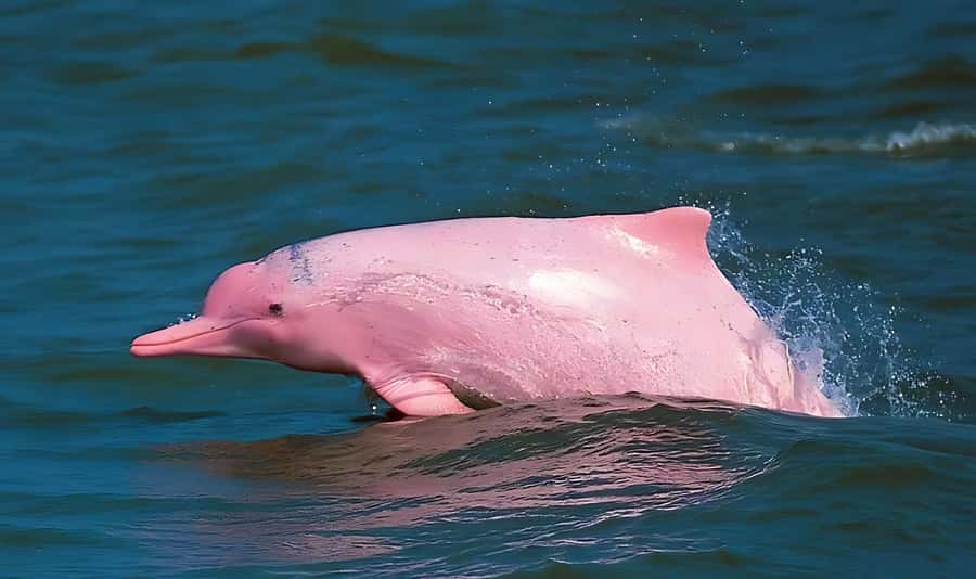 Koh Samui: Pink Dolphin, Pig Island, and Snorkeling Day Trip - What this Koh Samui boat trip actually delivers