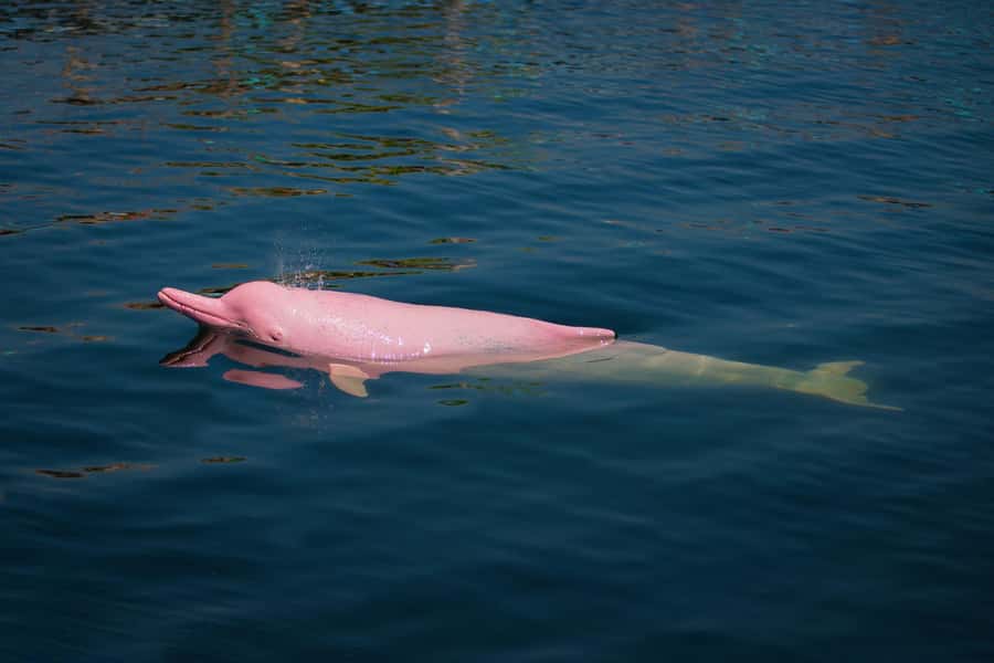 Koh Samui: Pink Dolphin, Pig Island, and Snorkeling Day Trip - Beach lunch and a short swim at Khanom