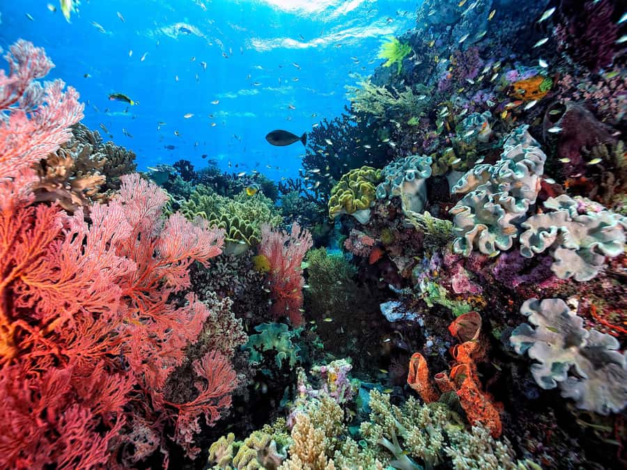 Koh Samui: Pink Dolphin, Pig Island, and Snorkeling Day Trip - Snorkeling around Koh Tan