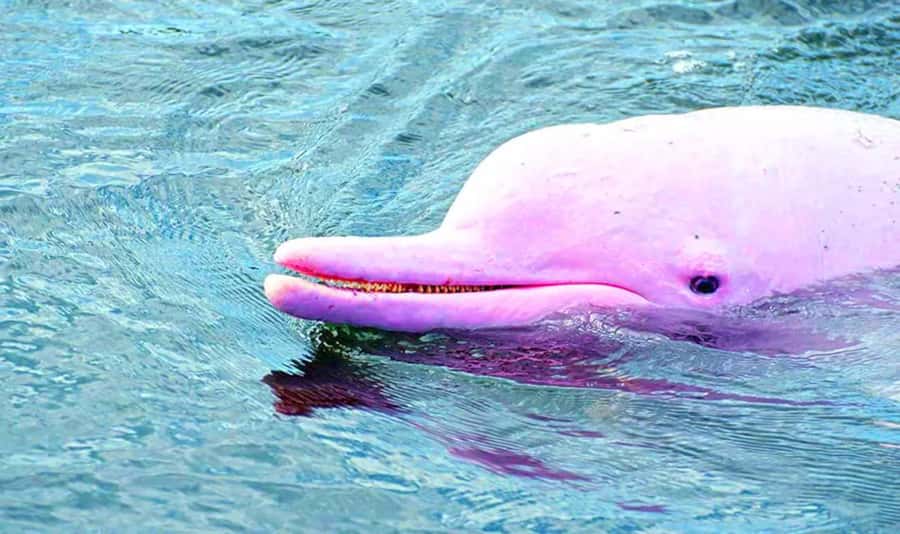 Koh Samui: Pink Dolphin, Pig Island, and Snorkeling Day Trip - Pancake Rock and the route to Pig Island