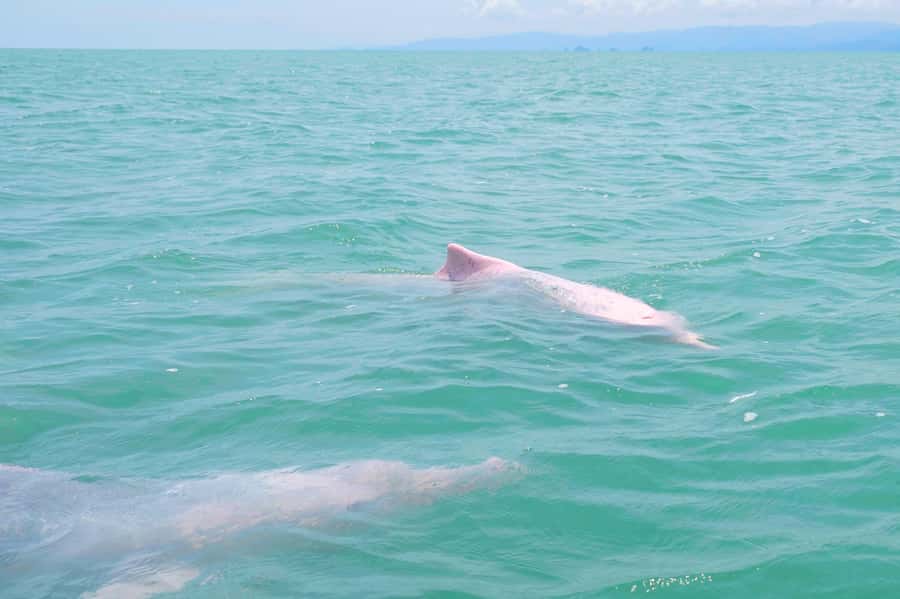 Koh Samui: Pink Dolphin, Pig Island, and Snorkeling Day Trip - Why Pig Island is usually the best stop