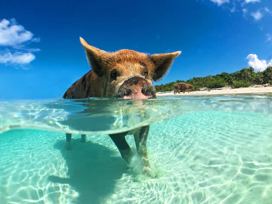 Koh Samui: Pink Dolphin, Pig Island, and Snorkeling Day Trip - Setting off from Koh Samui by speedboat