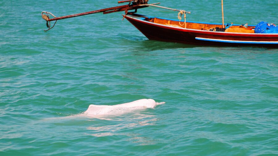 Koh Samui Pink Dolphin Sightseeing and Snorkelling Tour - Leaving Koh Samui for the Khanom coast