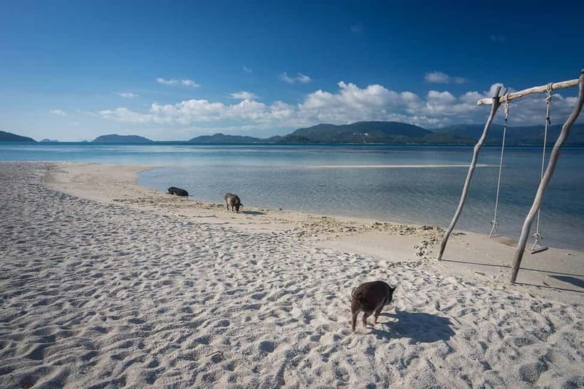 Koh Samui Pink Dolphin Sightseeing and Snorkelling Tour - Snorkeling around coral and marine life