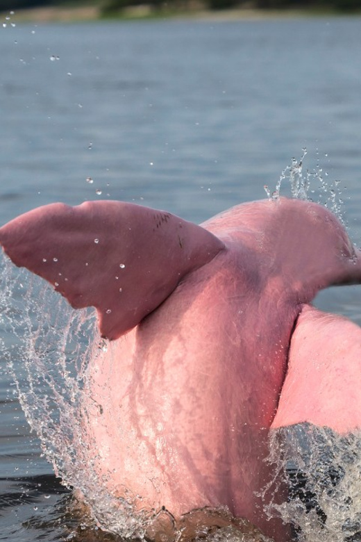 Koh Samui Pink Dolphin Sightseeing and Snorkelling Tour - Ko Mat Sum, pigs, beach, and the extra fee