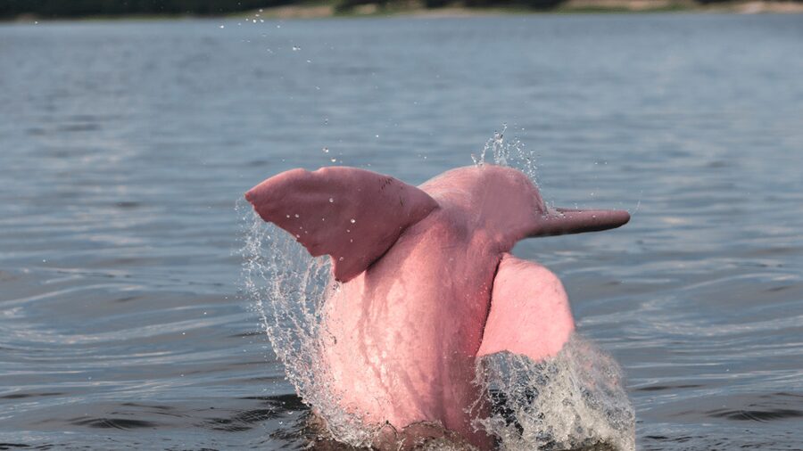 Koh Samui Pink Dolphin Sightseeing and Snorkelling Tour - Lunch and what is included for $78