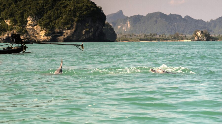Koh Samui Pink Dolphin Sightseeing and Snorkelling Tour - Should you book the pink dolphin tour?