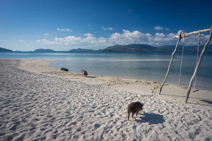Koh Samui Pink Dolphin Sightseeing and Snorkelling Tour - Searching for pink dolphins around Khanom