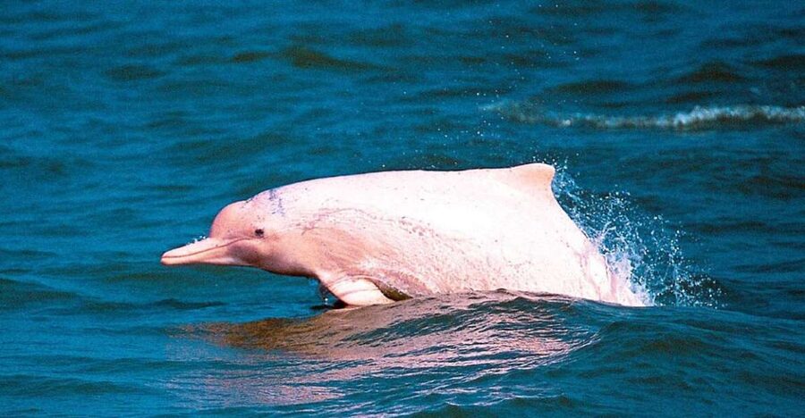 Koh Samui: Pink Dolphin Spotting & Pig Island Speedboat Tour - Should you book the pink dolphin and Pig Island tour?