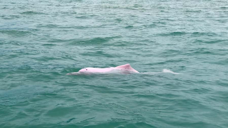 Koh Samui: Pink Dolphin Spotting & Pig Island Speedboat Tour - Ko Madsum, better known as Pig Island