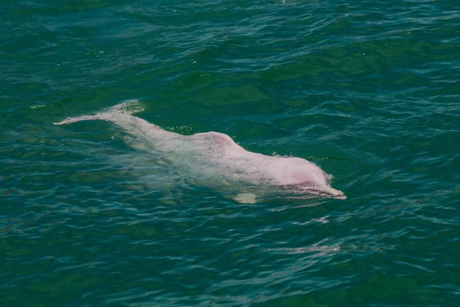 Koh Samui: Pink Dolphin Spotting & Pig Island Speedboat Tour - Lunch on the mainland shore