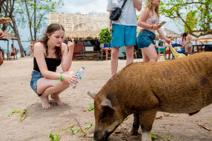 Koh Samui: Pink Dolphin Spotting & Pig Island Speedboat Tour - What the $72 price buys you