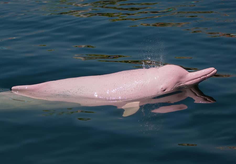 Koh Samui: Pink Dolphin Spotting & Pig Island Speedboat Tour - Who will enjoy this day most