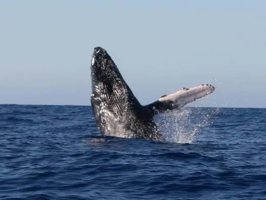 Kona: Dolphin & Whale Watching Tour - Key points to know before booking