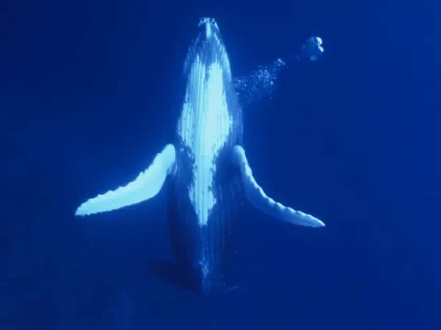 Kona: Dolphin & Whale Watching Tour - What the $107 price buys you on the Kona coast