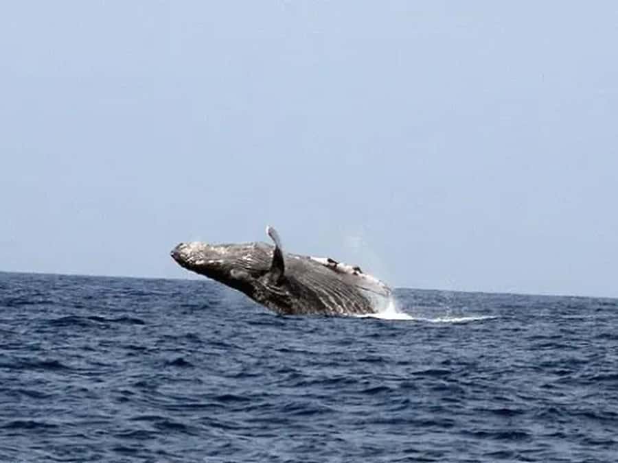 Kona: Dolphin & Whale Watching Tour - Leaving Keauhou Bay for dolphins and whales