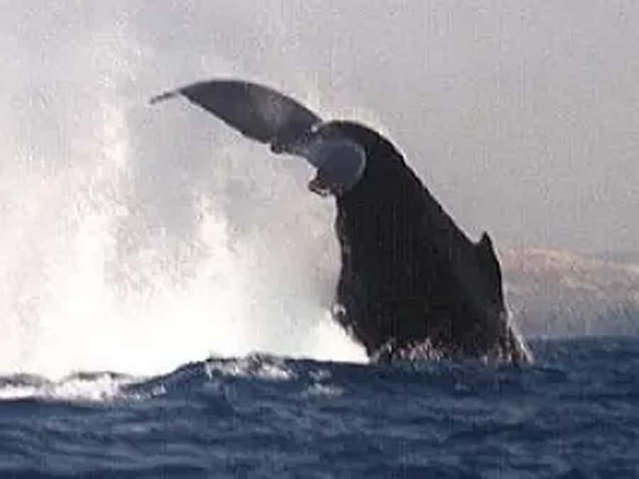 Kona: Dolphin & Whale Watching Tour - Choosing your departure time