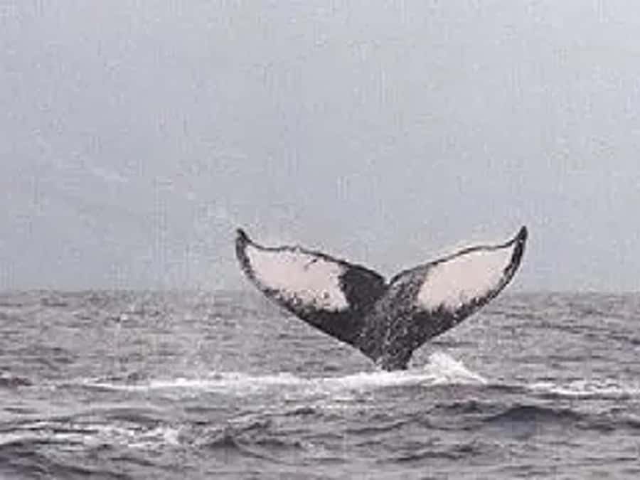 Kona: Dolphin & Whale Watching Tour - Who will enjoy this tour most