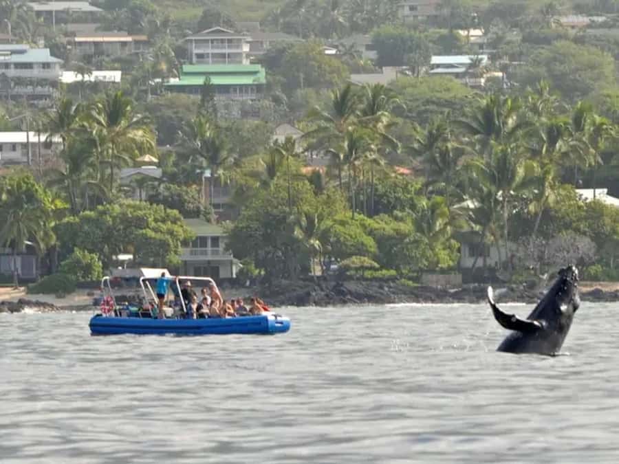 Kona: Dolphin & Whale Watching Tour - Checking in at Keauhou Shopping Center