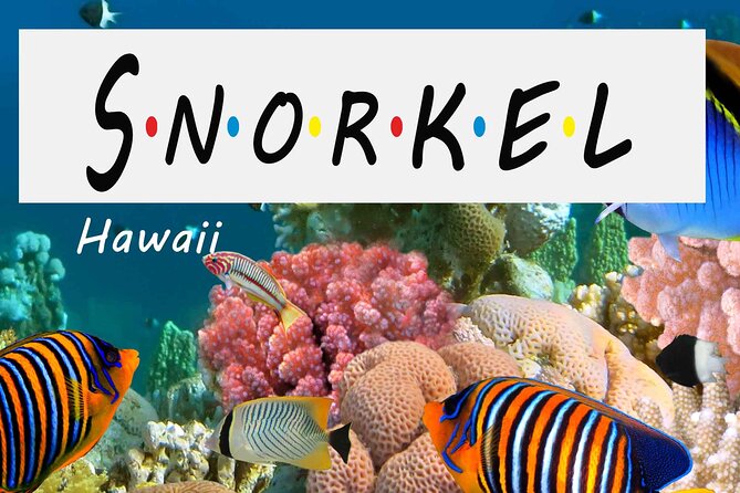 Kona Shore Excursion: Wild Dolphin Reefs Snorkel and Sea Caves - A fast start from Kailua Pier