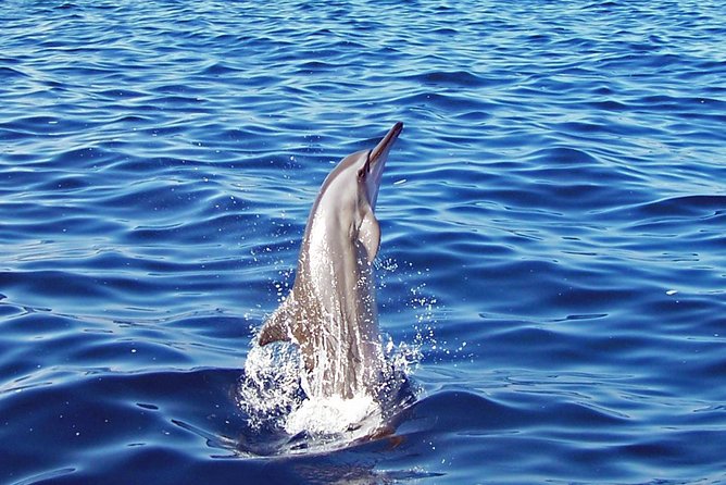 Kona Shore Excursion: Wild Dolphin Reefs Snorkel and Sea Caves - Riding south on a 32-foot or 45-foot Zodiac