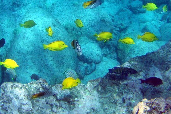 Kona Shore Excursion: Wild Dolphin Reefs Snorkel and Sea Caves - Lunch, snacks, and what you actually receive