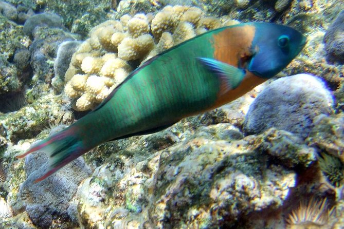 Kona Shore Excursion: Wild Dolphin Reefs Snorkel and Sea Caves - The crew makes the biggest difference