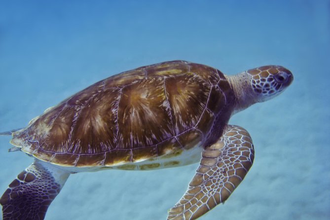 Kona Shore Excursion: Wild Dolphin Reefs Snorkel and Sea Caves - Is $149 a fair price?