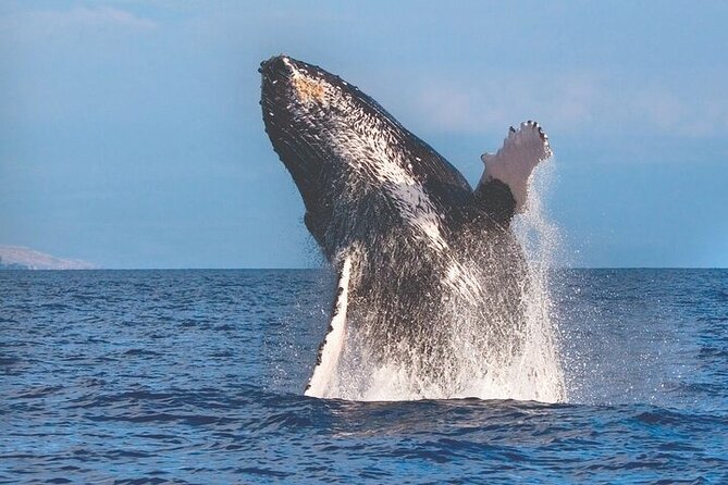 Kona Tradewind Catamaran Day Sail - Dolphins, flying fish, and realistic wildlife expectations