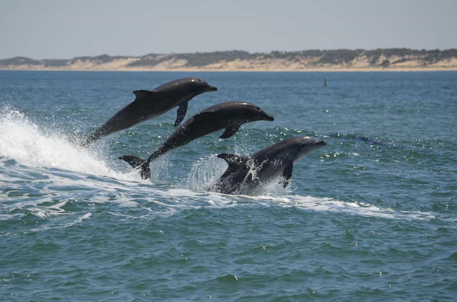 Koombana Bay: Dolphin Eco Cruise - Key points to know before you go