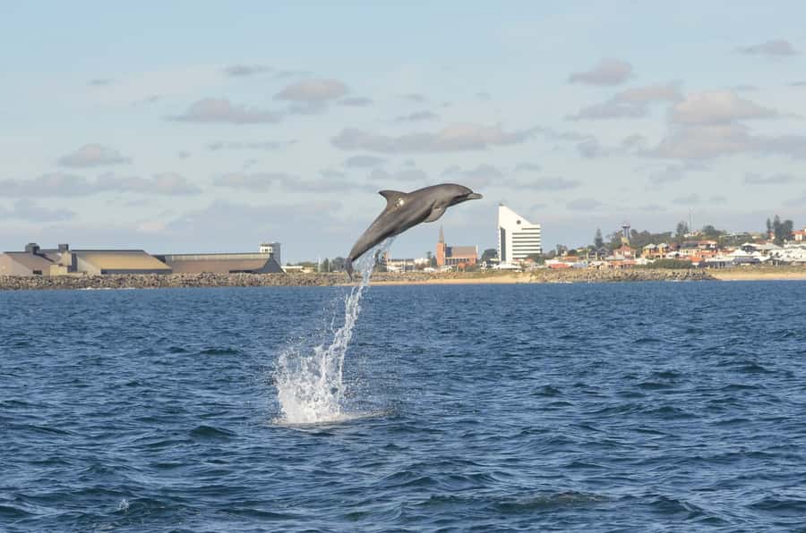 Koombana Bay: Dolphin Eco Cruise - The 300-degree boat and the best place to look