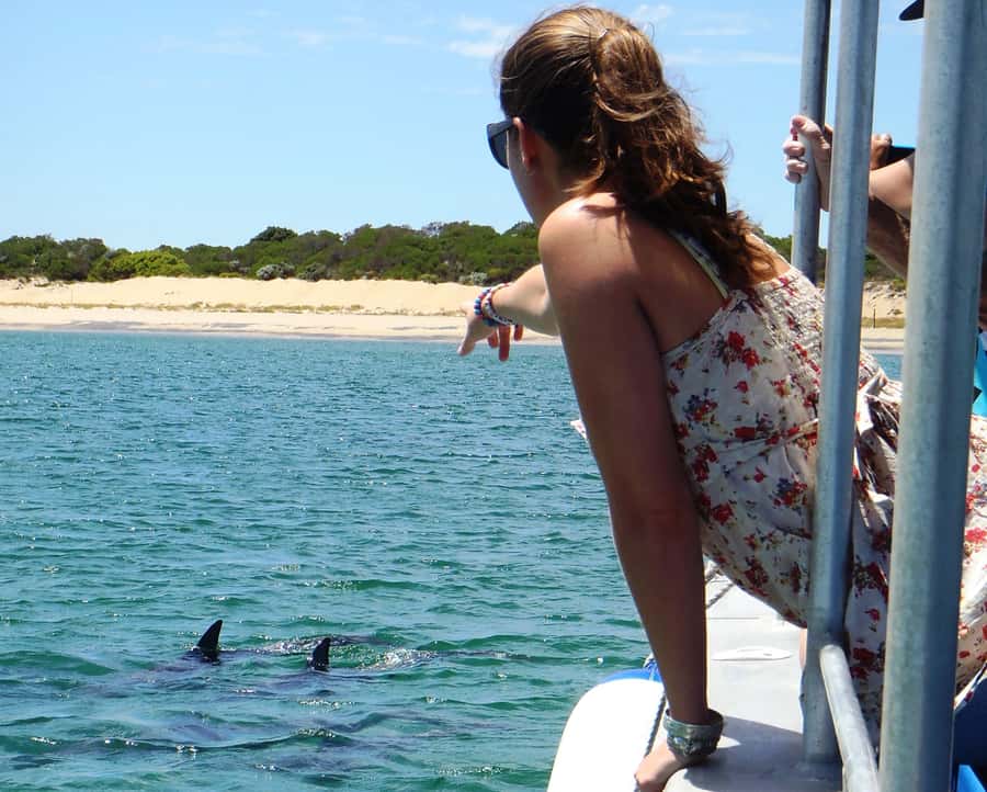 Koombana Bay: Dolphin Eco Cruise - Watching natural behavior, not a dolphin show