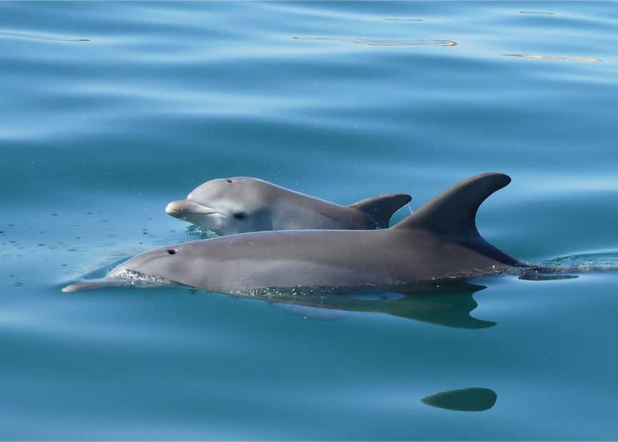 Koombana Bay: Dolphin Eco Cruise - The dolphin sighting guarantee