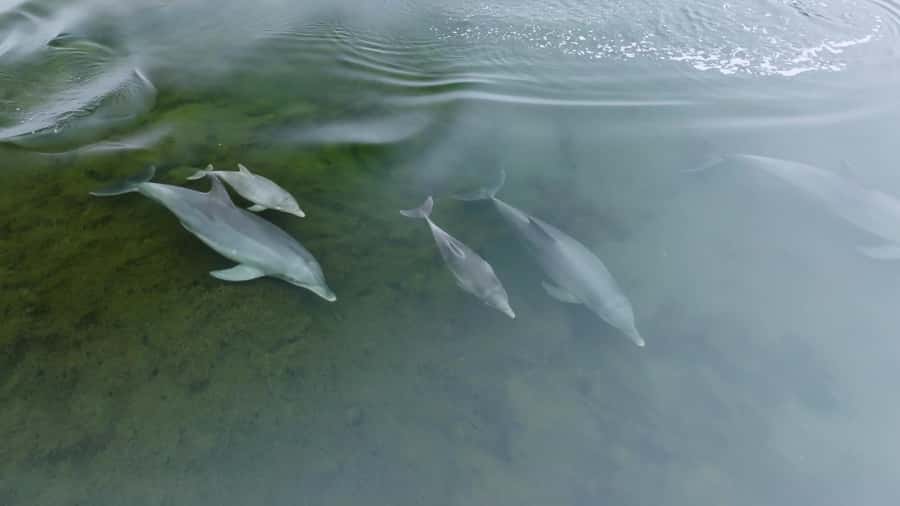 Koombana Bay: Dolphin Eco Cruise - Family comfort and accessibility